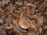 Lepista sordida image