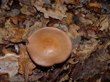 Lepista sordida image