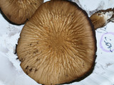 Psathyrella delineata image