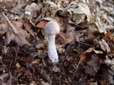 Cortinarius alboviolaceus image