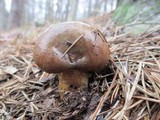 Suillus neoalbidipes image