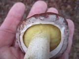 Suillus neoalbidipes image