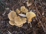 Tapinella panuoides image