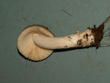 Amanita sect. Vaginatae image