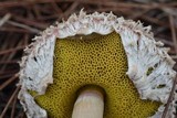 Boletellus ananas image