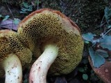 Boletus subtomentosus image