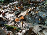 Marasmius siccus image