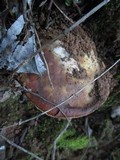 Boletus regineus image