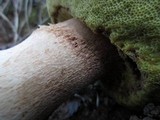 Boletus regineus image