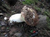 Boletus regineus image