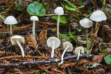 Alboleptonia adnatifolia image