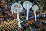 Alboleptonia adnatifolia image