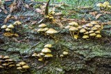 Hypholoma capnoides image
