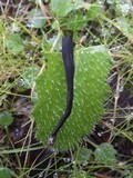 Geoglossum fallax image