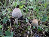Coprinellus radians image