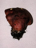 Boletus regius image