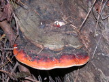 Fomitopsis mounceae image
