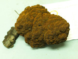 Globifomes graveolens image