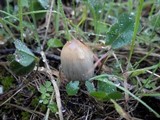 Coprinellus radians image