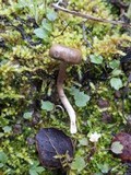 Pseudoclitocybe cyathiformis image