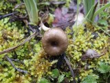 Pseudoclitocybe cyathiformis image