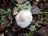Inocybe geophylla var. lilacina image