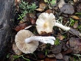Inocybe geophylla var. lilacina image