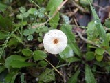 Crinipellis scabella image