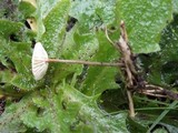 Crinipellis scabella image