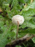 Crinipellis scabella image