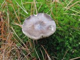 Tricholoma portentosum image