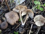 Entoloma turci image