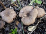 Entoloma turci image