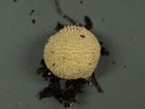 Lycoperdon pulcherrimum image