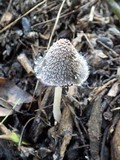 Coprinopsis cinerea image