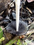 Coprinopsis cinerea image