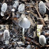 Coprinopsis cinerea image