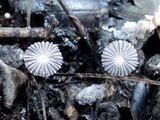 Coprinus cardiasporus image
