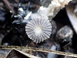 Coprinus cardiasporus image