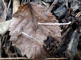 Coprinus cardiasporus image