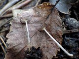 Coprinus cardiasporus image