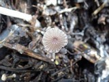 Coprinellus marculentus image