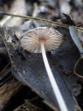 Coprinellus marculentus image