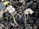 Coprinellus marculentus image