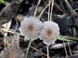 Coprinellus marculentus image