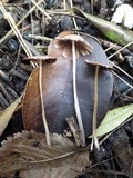 Coprinellus marculentus image