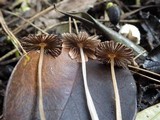 Coprinellus marculentus image