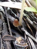 Parasola auricoma image