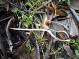 Parasola auricoma image