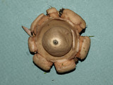 Geastrum triplex image